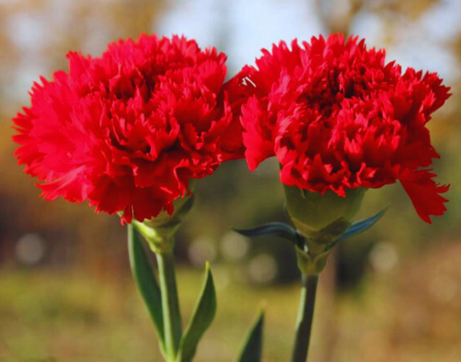 Sessão solene da Assembleia Municipal comemorativa do 25 de Abril