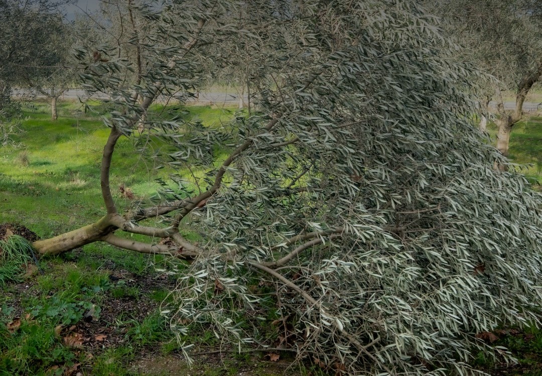 Levantamento de prejuízos nas explorações agrícolas
