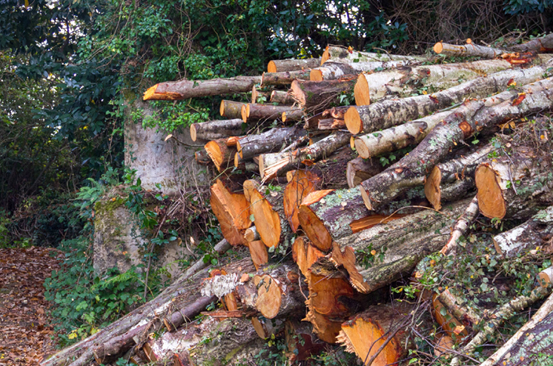 Sobrantes - Disponibilização de lenha proveniente do arvoredo urbano e rural