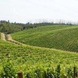 VinhaEncostadoSobralbanner