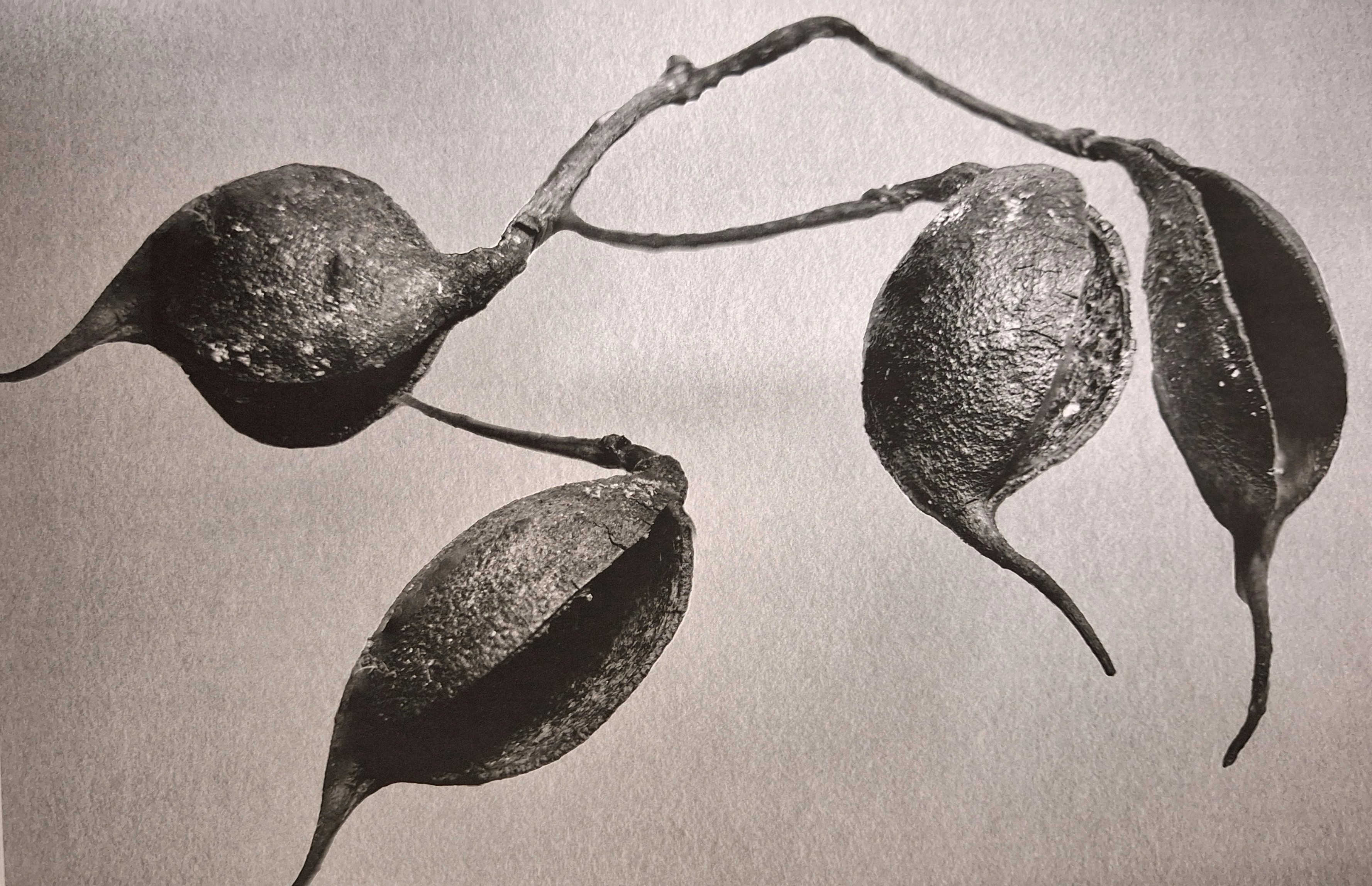 Formas Naturais