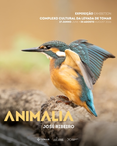 Animália - Fotografia de natureza